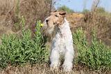 FOX TERRIER 056